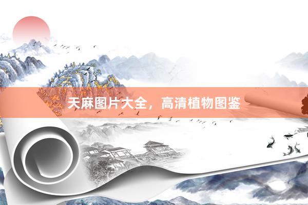 天麻图片大全，高清植物图鉴